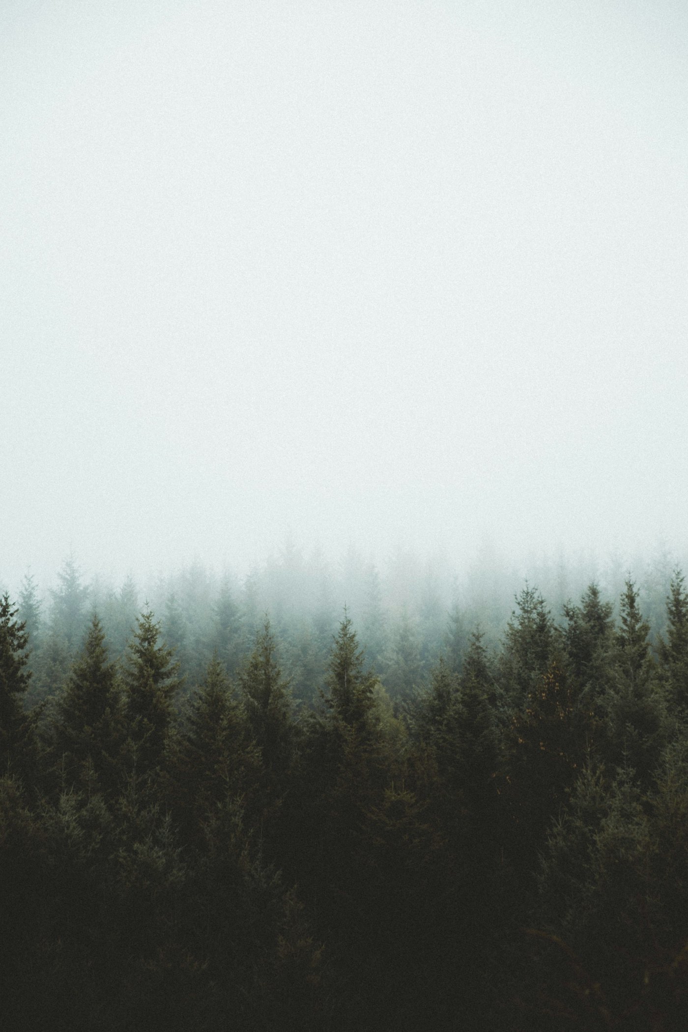 Bosques templados